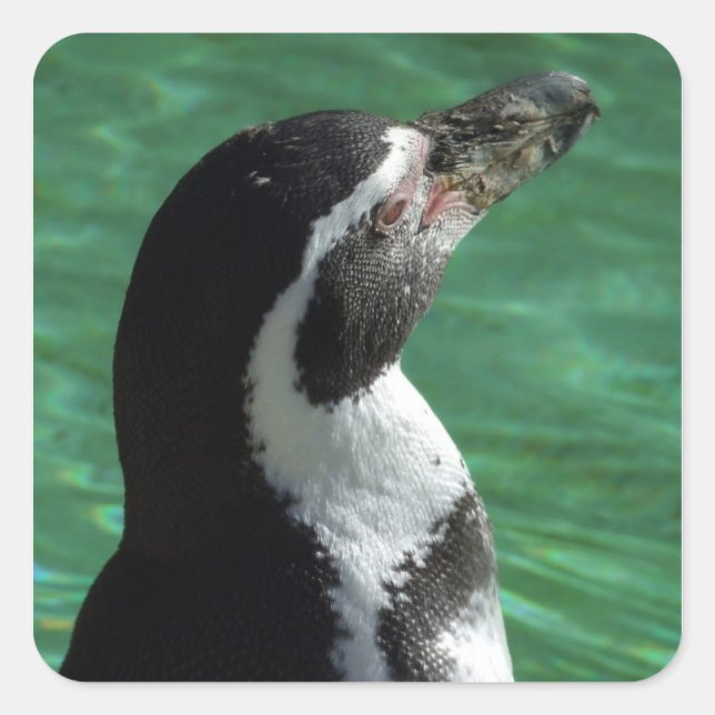 Adesivo Quadrado Penguin Stickers (Frente)