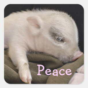Adesivo Quadrado Pente de Paz com Design de Piggy