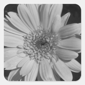 Adesivo Quadrado Pentes de Gerbera Negra