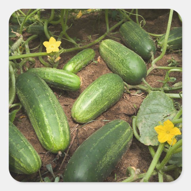 Adesivo Quadrado Pepinos (Frente)
