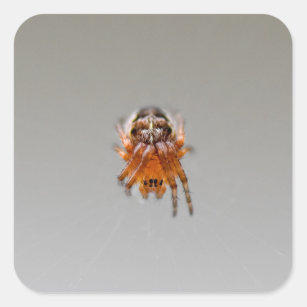 Adesivo Quadrado Pequena aranha-branca