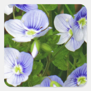 Adesivo Quadrado Pequenas flores azuis, bonitas