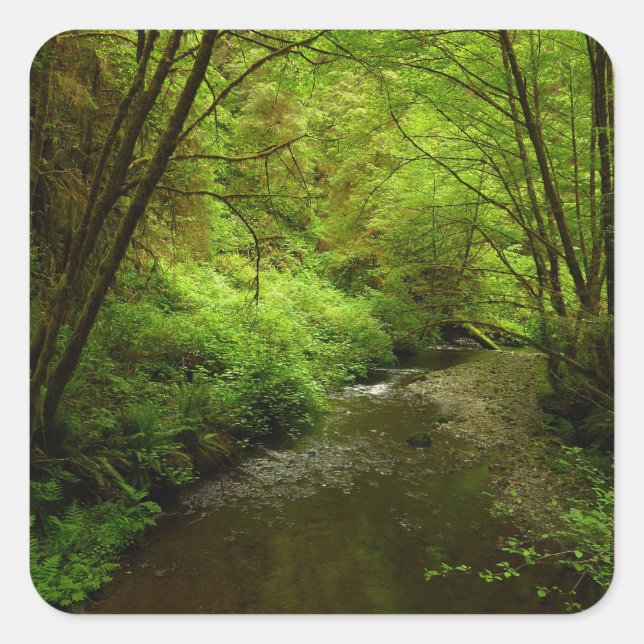 Adesivo Quadrado Perdido Homem Creek I no Parque Nacional de Redwoo (Frente)
