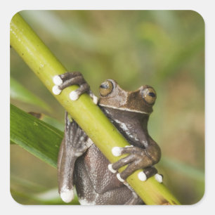Adesivo Quadrado Perereca Tapichalaca Cativa Hyloscirtus