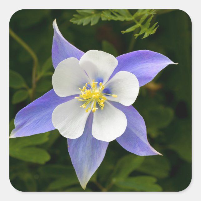 Adesivo Quadrado Perfeito (Frente)