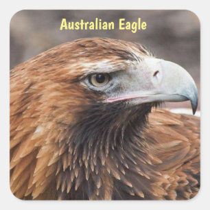 Adesivo Quadrado Perfil da águia australiana