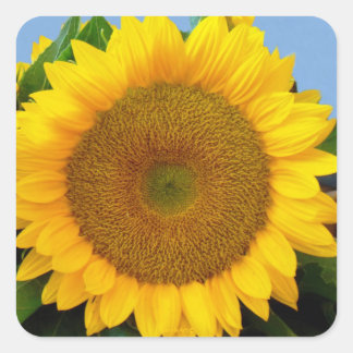 Adesivo Quadrado Perky Sunflower