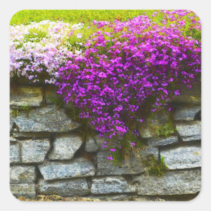 Adesivo Quadrado Phlox On Rocks Sticker