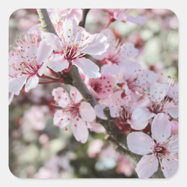 Adesivo Quadrado Pia Brilhante, Cola Vermelha. (Frente)