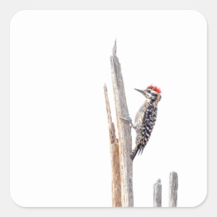 Adesivo Quadrado Pica-pau Escada-Suportado