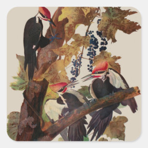 Adesivo Quadrado Pica-Pau-Grande de John James Audubon Impressão de