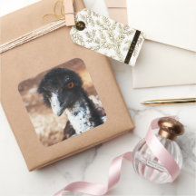 Piercing Eyes of Outback