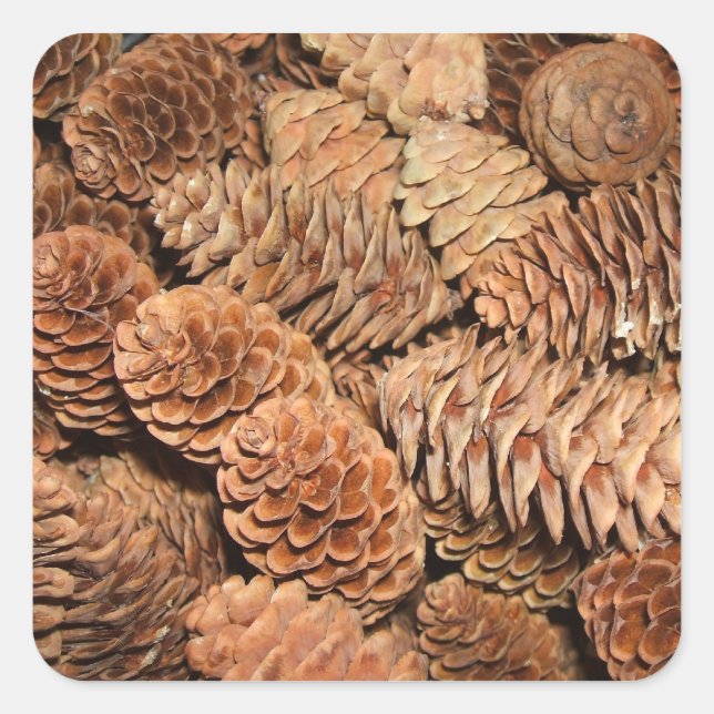 Adesivo Quadrado Pine de Natal Cones (Frente)