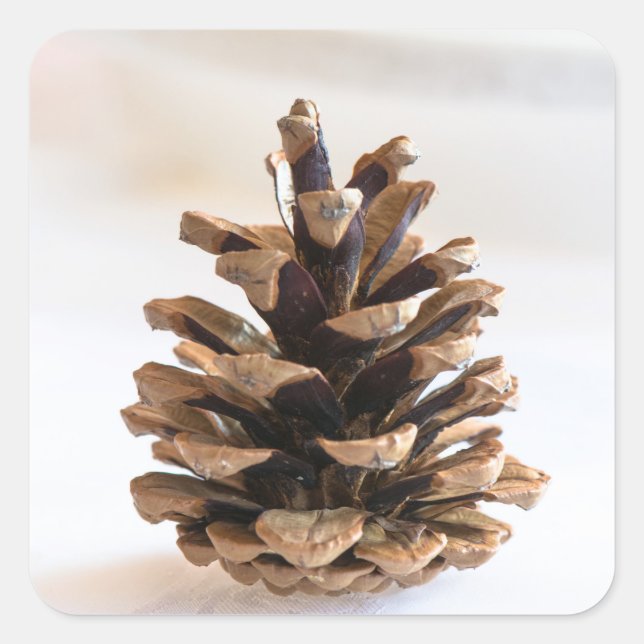 Adesivo Quadrado Pinecona (Frente)