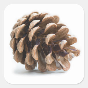 Adesivo Quadrado pinecona do solteiro