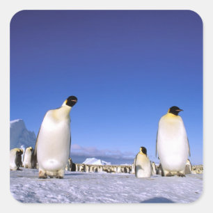 Adesivo Quadrado Pinguim Antártida, Península Antártica
