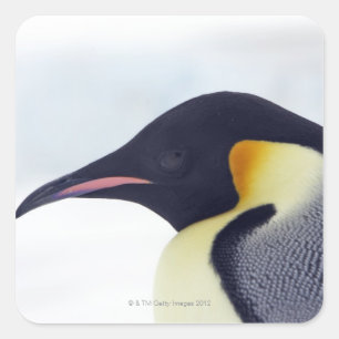 Adesivo Quadrado Pinguim de imperador, ilha do monte da neve, mar