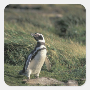 Adesivo Quadrado Pinguim-de-magalhães (Spheniscus magellanicus),