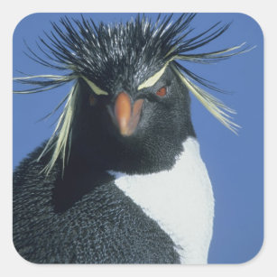 Adesivo Quadrado Pinguim de Rockhopper (chrysocome do Eudyptes)