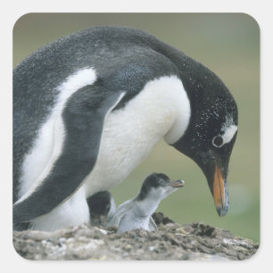Adesivo Quadrado Pinguim Gentoo, (Pygoscelis papua), Ilhas Falkland