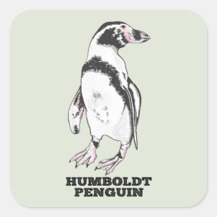 Adesivo Quadrado Pinguim Humboldt