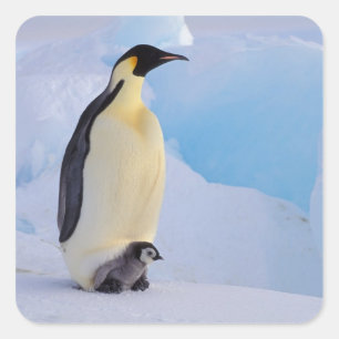 Adesivo Quadrado Pinguim-imperador Aptenodytes