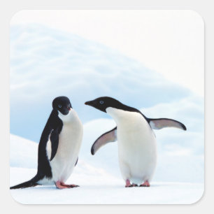 Adesivo Quadrado Pinguins Adelie