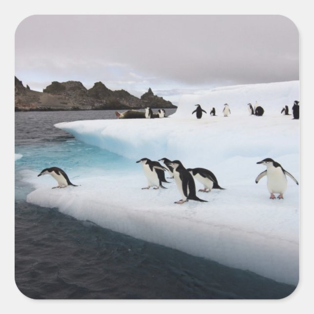 Adesivo Quadrado Pinguins-de-barbicha (Frente)