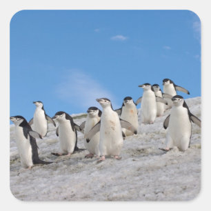 Adesivo Quadrado Pinguins-de-barbicha Pygoscelis Antarctica