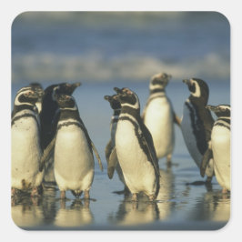 Adesivo Quadrado Pinguins-de-magalhães, Spheniscus