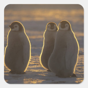 Adesivo Quadrado Pinguins-imperadores