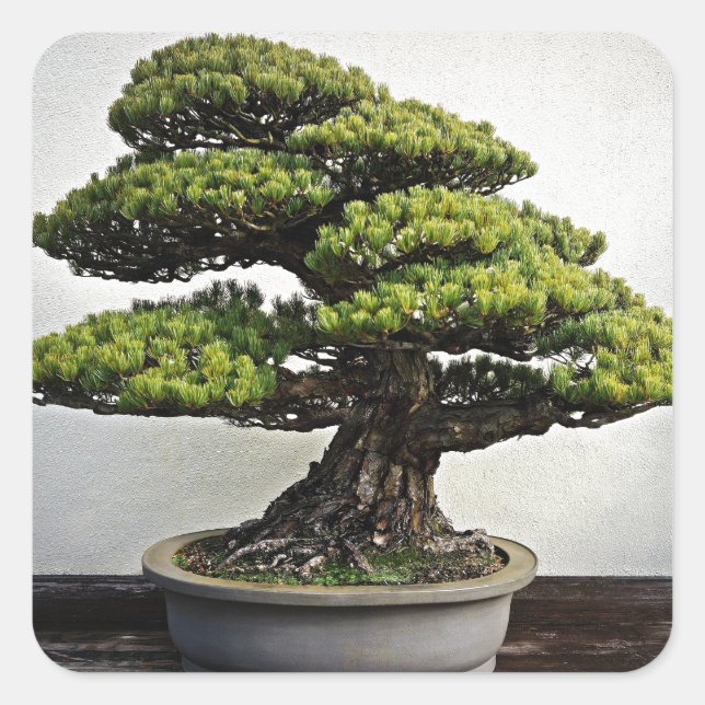 Adesivo Quadrado Pinheiro branco japonês Bonsai (Frente)