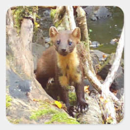Adesivo Quadrado Pinho Marten Cinto na Árvore Invertida