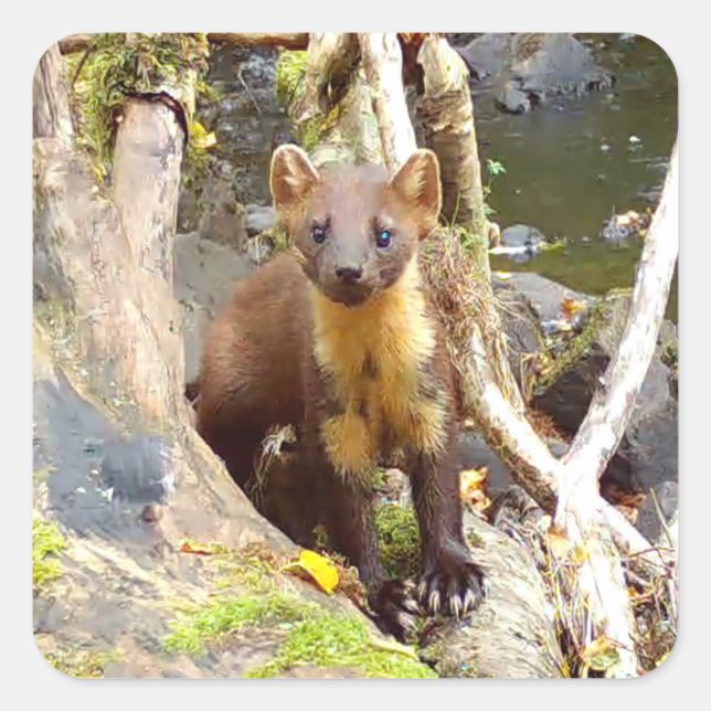 Adesivo Quadrado Pinho Marten Cinto na Árvore Invertida (Frente)