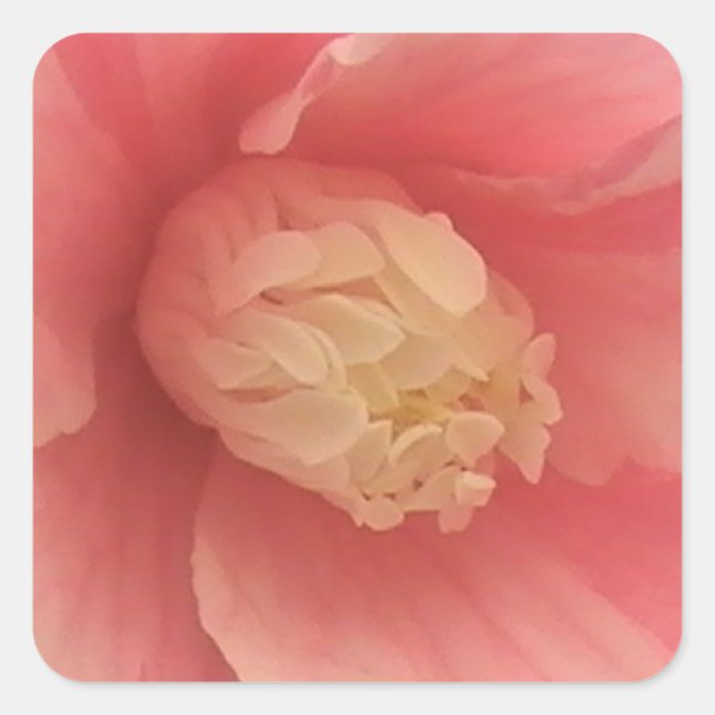 Adesivo Quadrado Pink Camellia (Frente)
