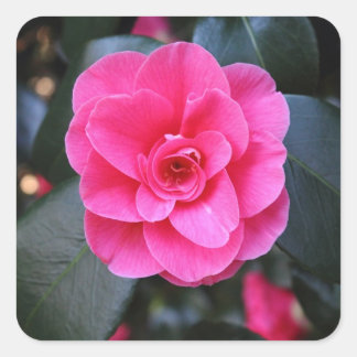 Adesivo Quadrado Pink Camellia