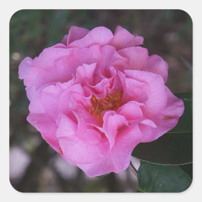Adesivo Quadrado Pink Camellia Stickers (Frente)