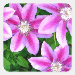 Adesivo Quadrado Pink Clematis e wilégano