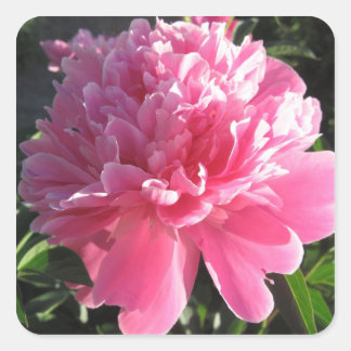 Adesivo Quadrado Pink Peony