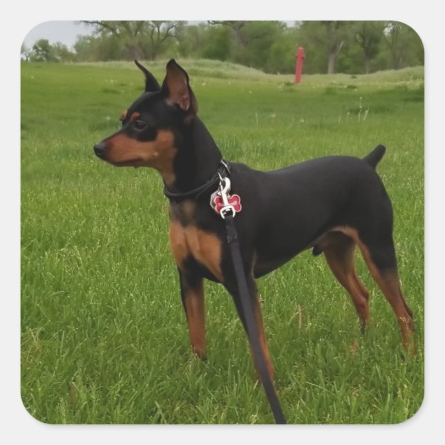 Adesivo Quadrado Pino Min (Frente)