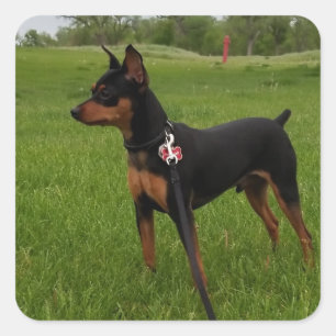 Adesivo Quadrado Pino Min