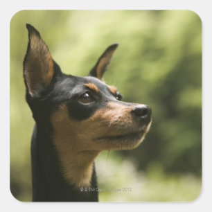 Adesivo Quadrado Pinscher diminuto (Minuto-Pin)