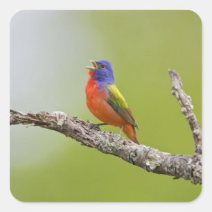 Adesivo Quadrado Pintassilgo-de-cabeça-preta (Passerina ciris) mach