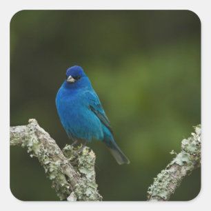 Adesivo Quadrado Pintassilgo Índigo, Passerina cyanea, Costeiro