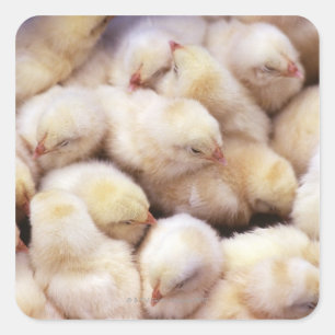 Adesivo Quadrado pintinhos, descendência de galinhas