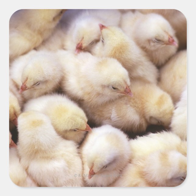 Adesivo Quadrado pintinhos, descendência de galinhas (Frente)