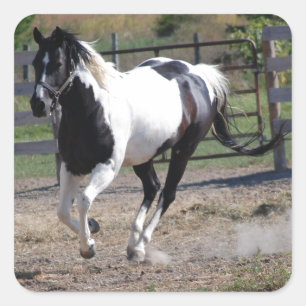 Adesivo Quadrado Pinto Paint Horse