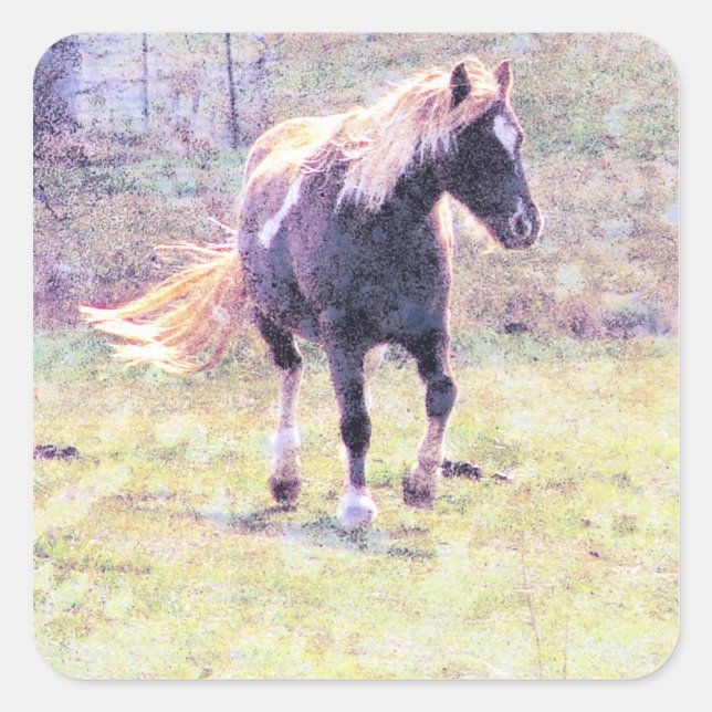 Adesivo Quadrado Pinto Pony (Frente)