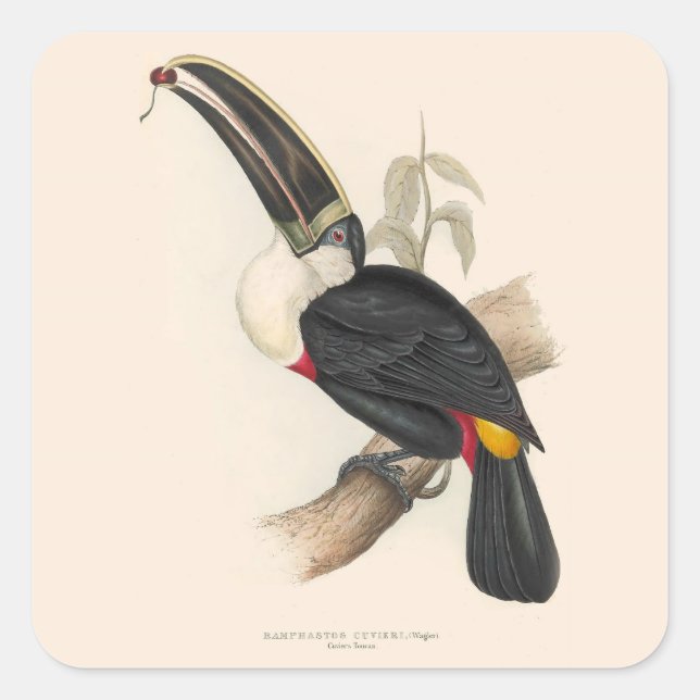 Adesivo Quadrado Pintura Antiquada de Pássaros Toucanos (Frente)