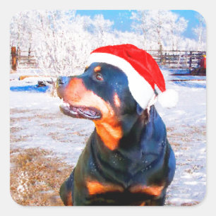 Adesivo Quadrado Pintura de Natal do Cão Rottweiler